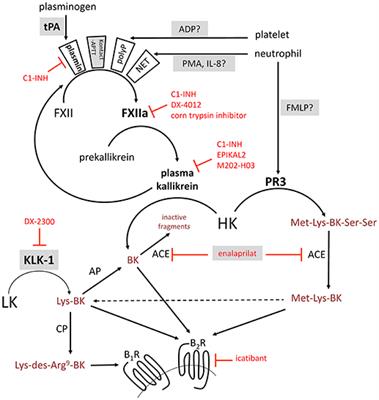 Comparing Pathways of Bradykinin Formation in Whole Blood From Healthy Volunteers and Patients With Hereditary Angioedema Due to C1 Inhibitor Deficiency